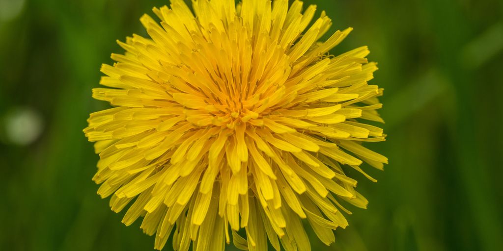 Goodyear, DOD researching dandelion-based natural rubber - Vimarsana News